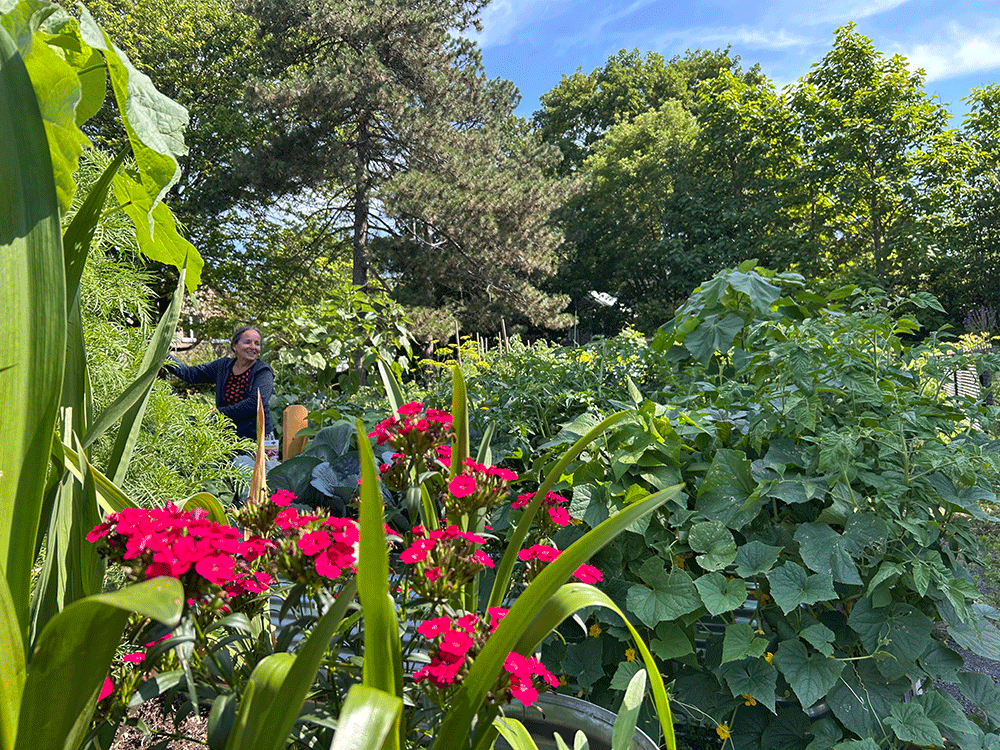 Garden pic