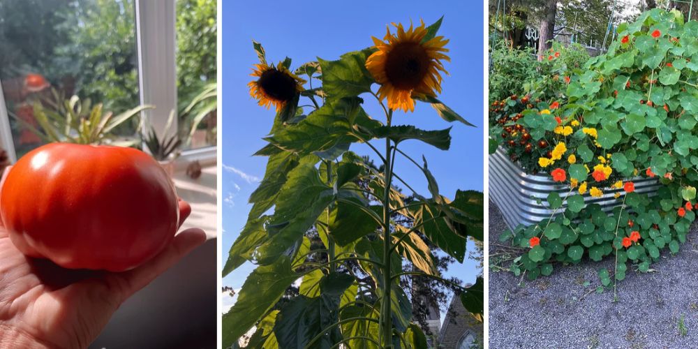 garden pic collage