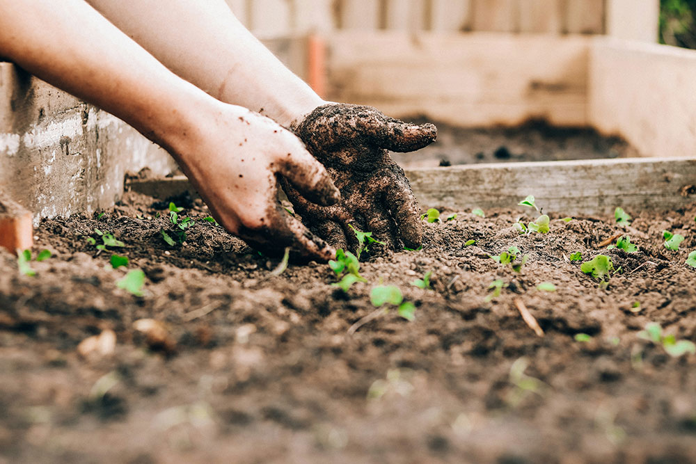 soil and hands